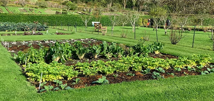5 Techniques for Growing a Vegetable Garden