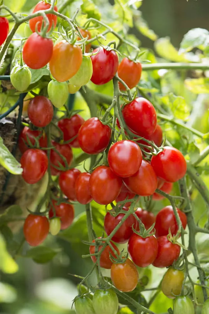 Best Plants for the Edges of Raised Beds