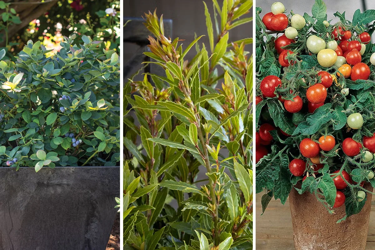 Compact Edible Plants for Small-Space Gardens