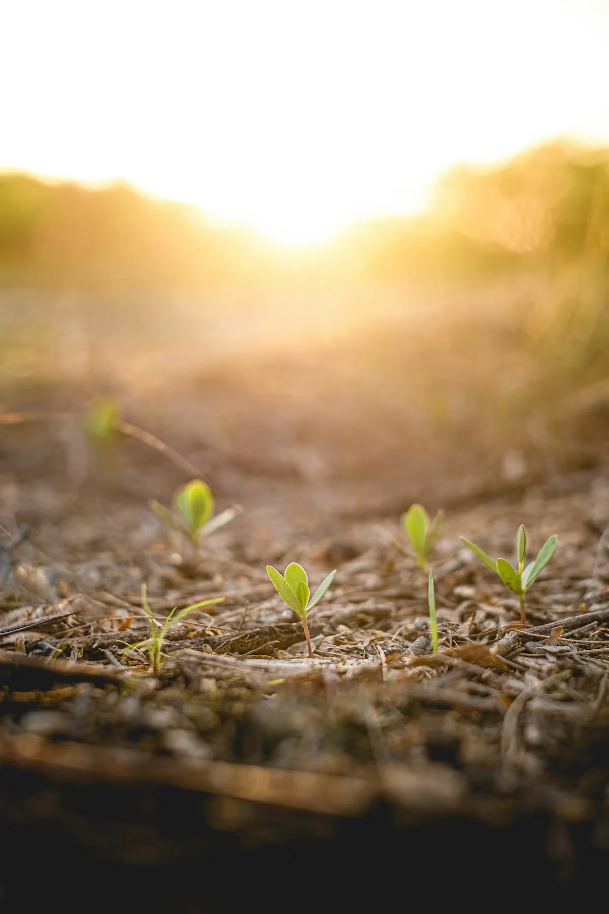 Direct Sowing or Transplanting Vegetables: Pros, Cons, and Tips