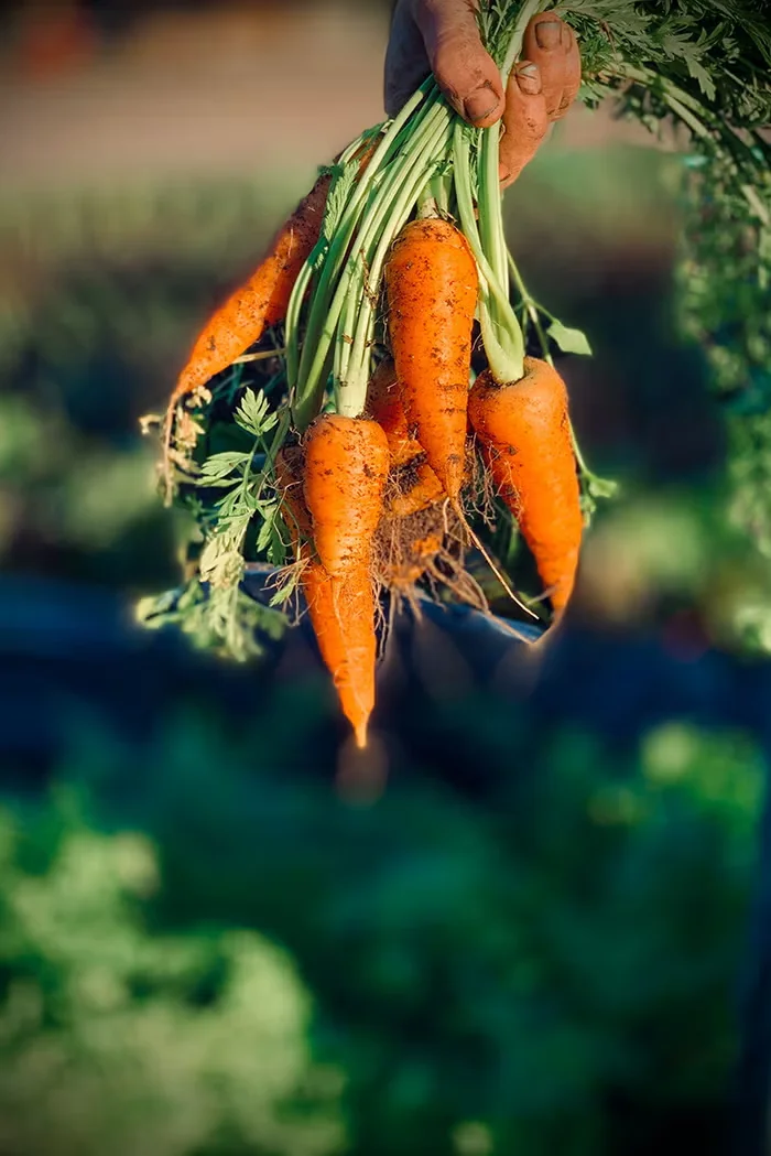 Early Spring in the Vegetable Garden: Crops and Tasks