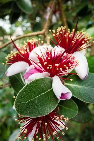 Feijoa, or Pineapple Guava, Growing Tips