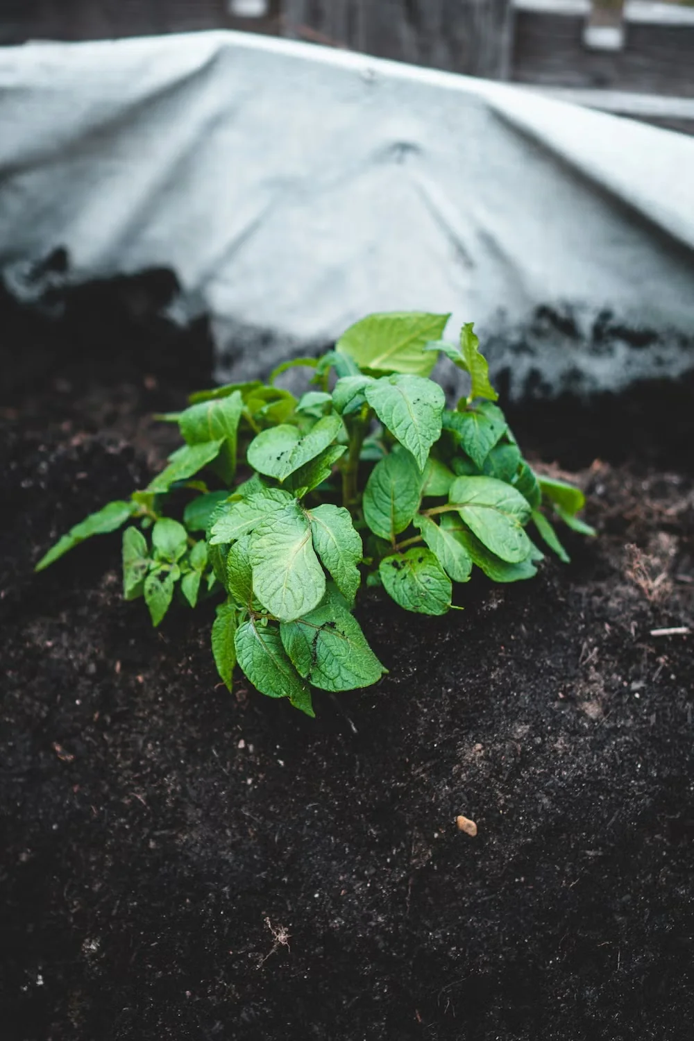 Potato plants need loose, fertile soil and regular moisture.