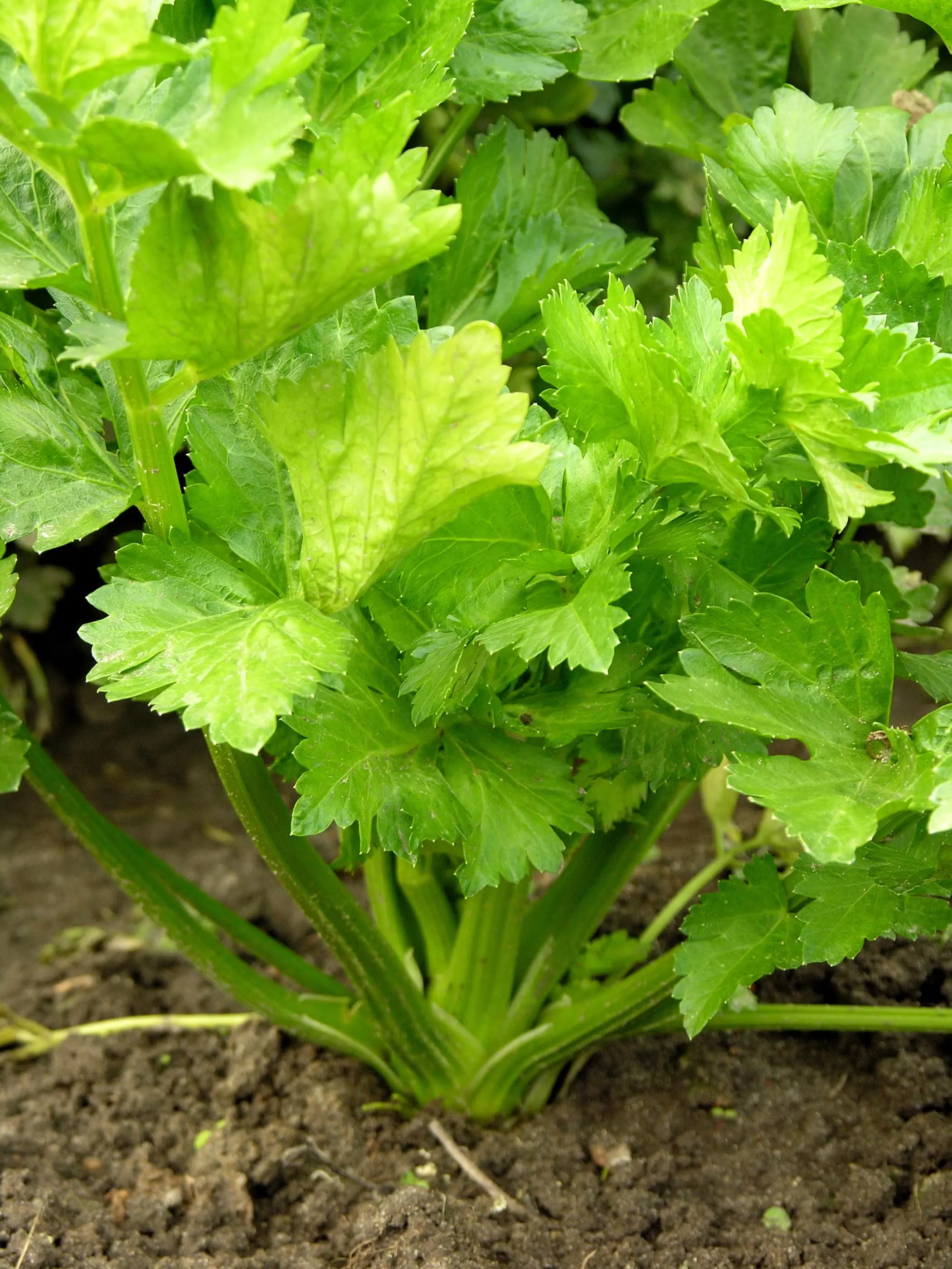 Grow Your Own Celery & Avoid Pesticides from Store-Bought
