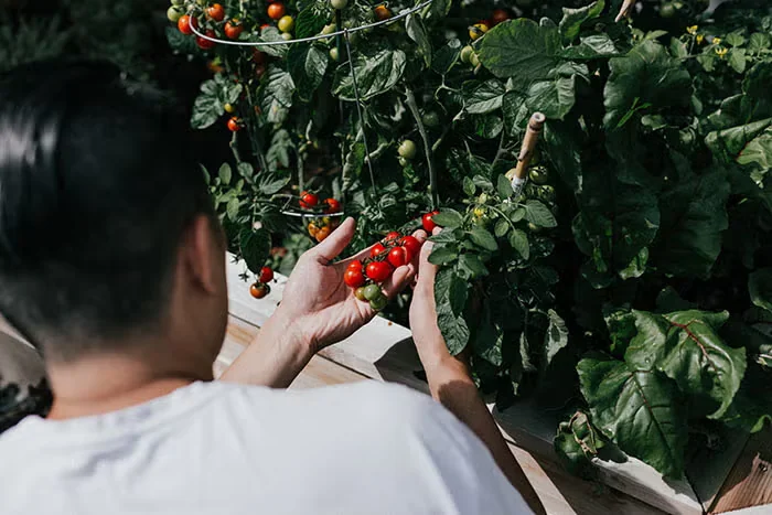 Grow a Small-space Vegetable Garden with These Tips