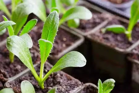 Growing Artichokes from Seed in the North