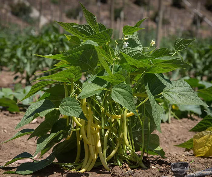 Growing Beans in the Home Garden