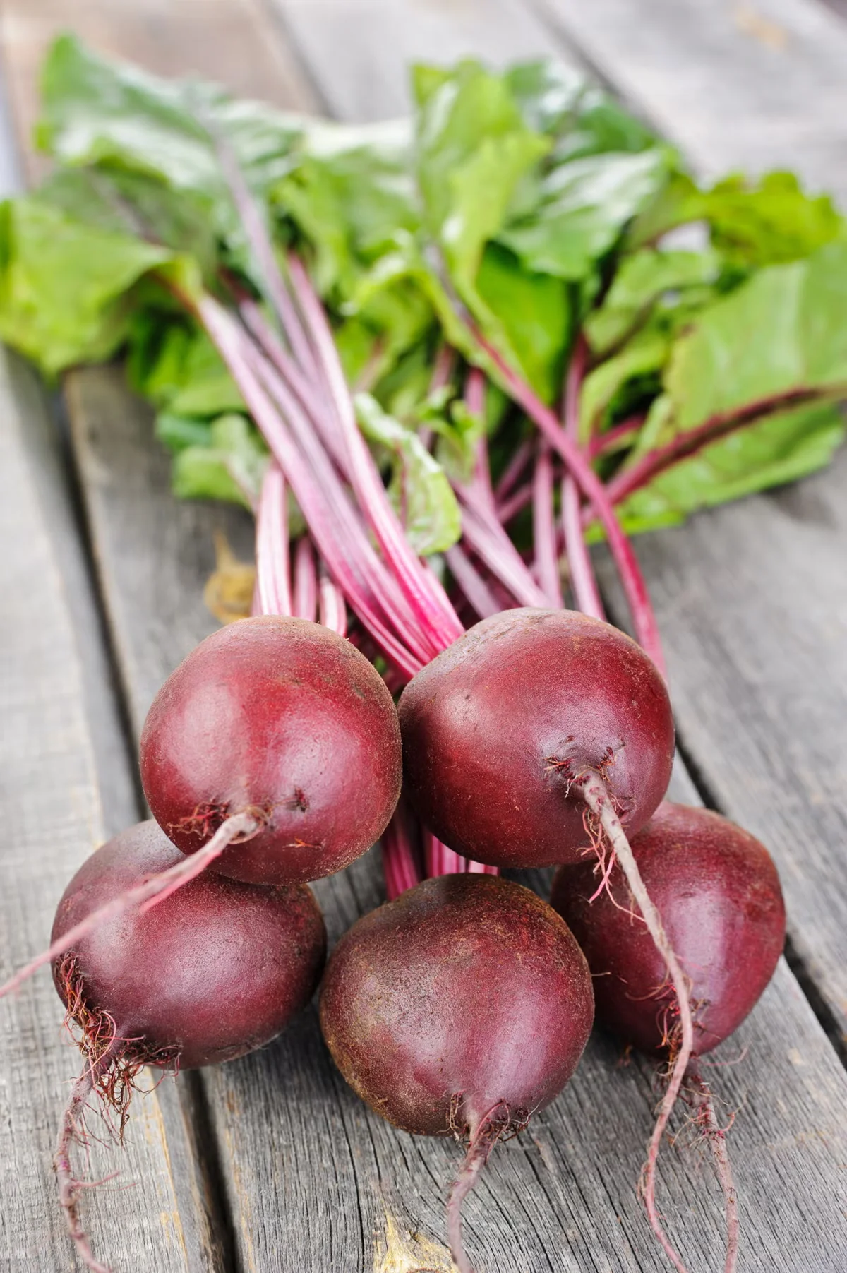 Growing Cool-Season Edible