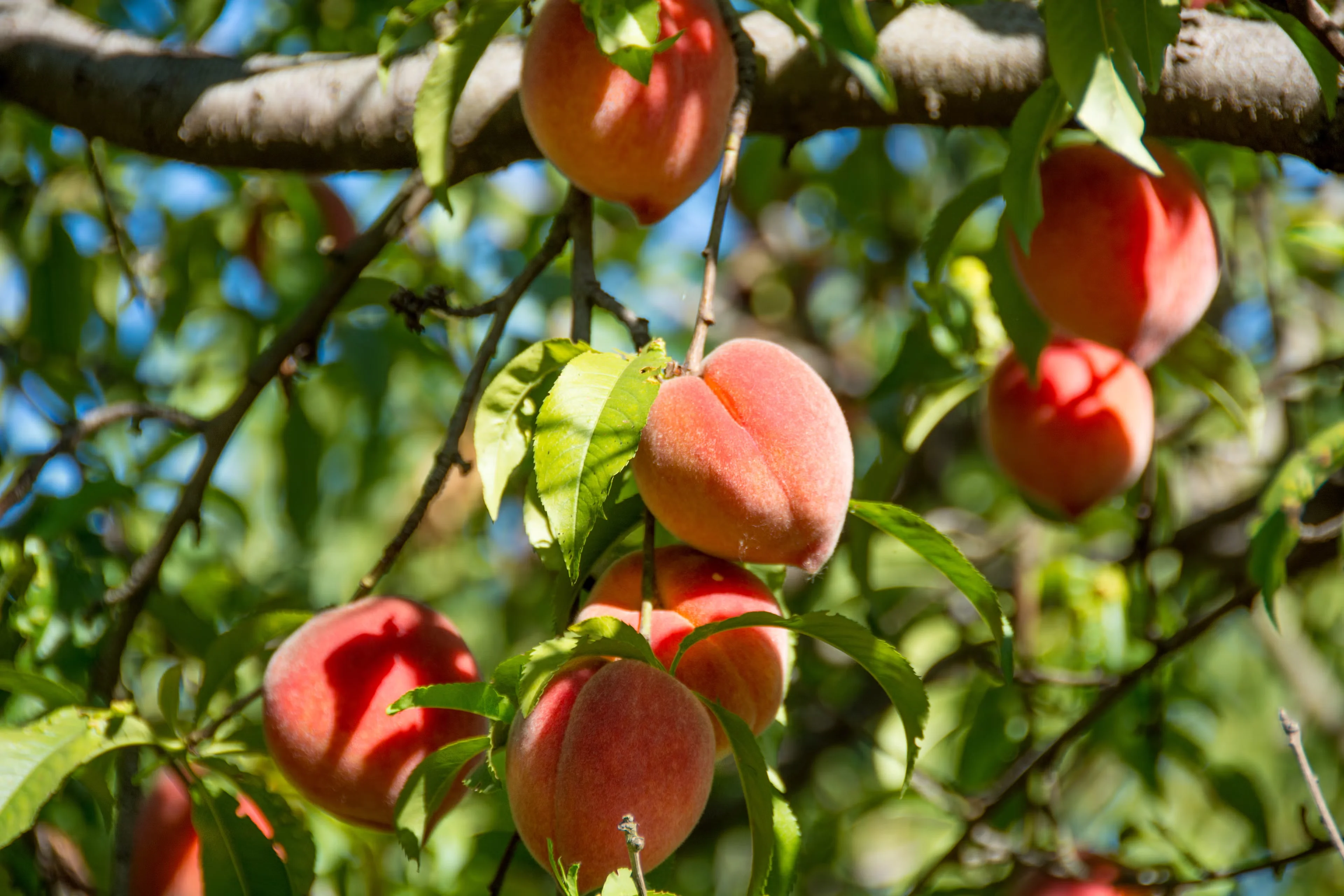 How to Diagnose What Killed Your Peach Tree