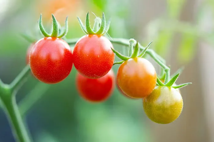 Cherry tomatoes