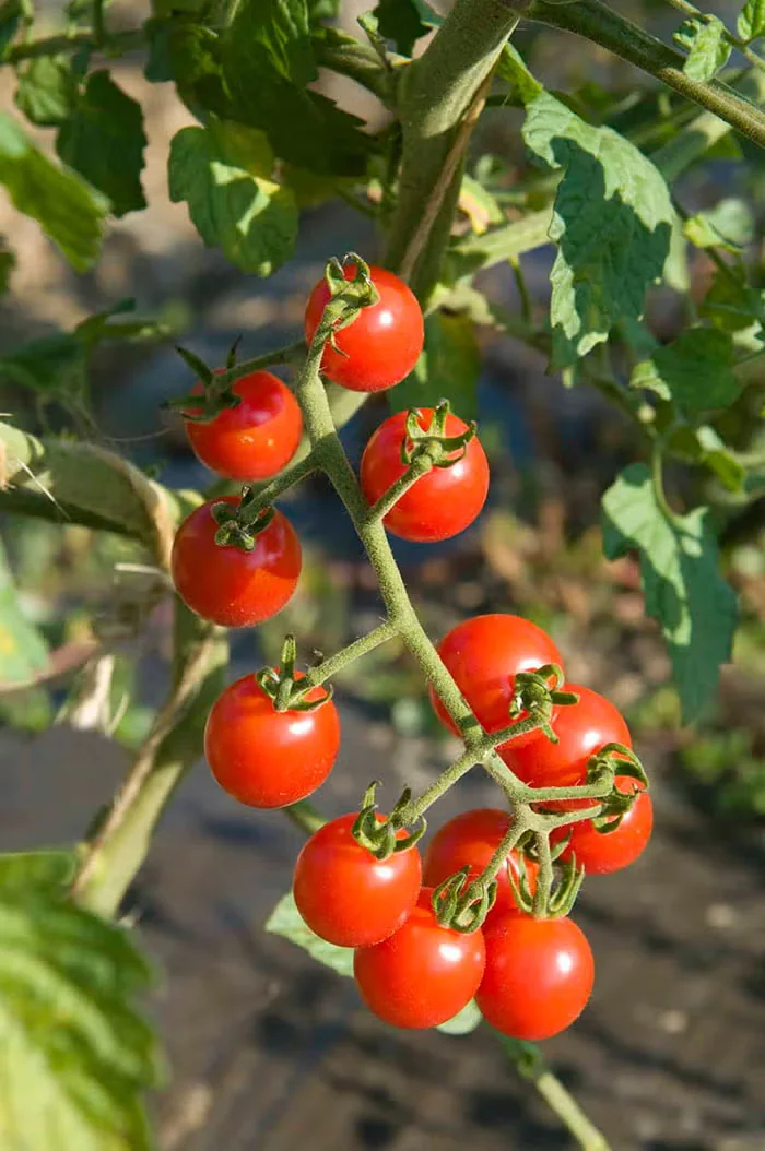 Niki Jabbour’s Top Picks Among Cherry Tomatoes