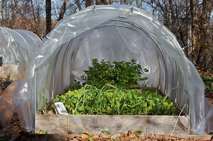 Plan Ahead in Summer for Fall and Winter Harvests