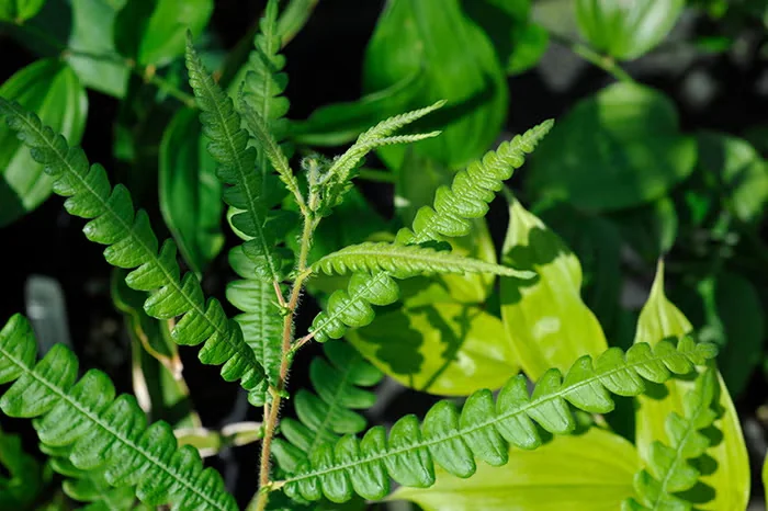 Sweet fern